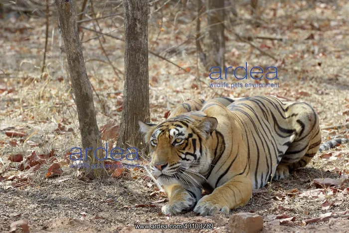 : Bengal Tiger : Bengal Tiger