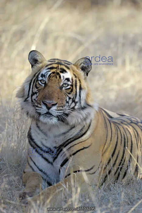 : Bengal Tiger : Bengal Tiger