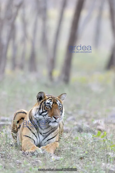  : Bengal Tiger