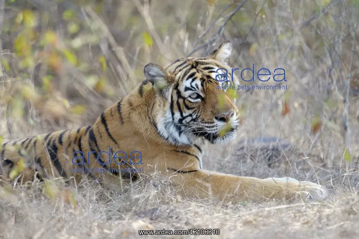 : Bengal Tiger : Bengal Tiger