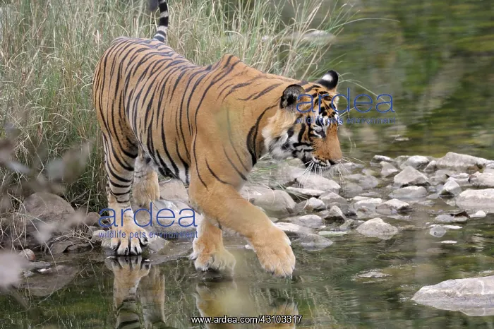 : Bengal Tiger : Bengal Tiger