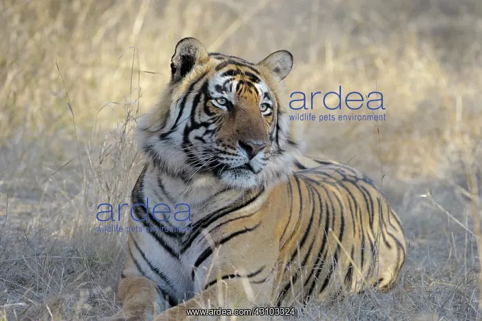 : Bengal Tiger : Bengal Tiger