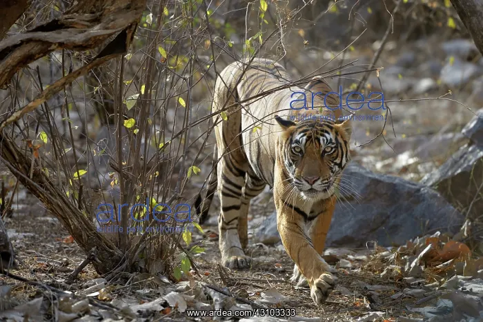  : Bengal Tiger