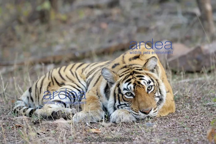 : Bengal Tiger : Bengal Tiger