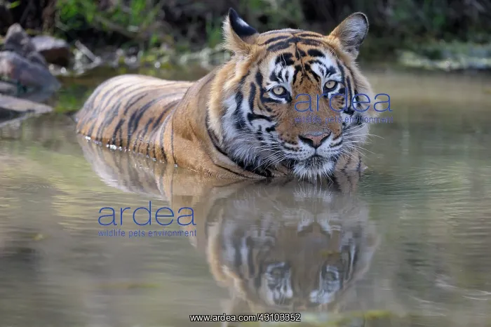 : Bengal Tiger : Bengal Tiger