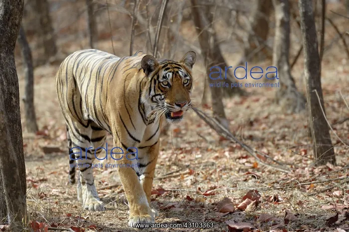 : Bengal Tiger : Bengal Tiger