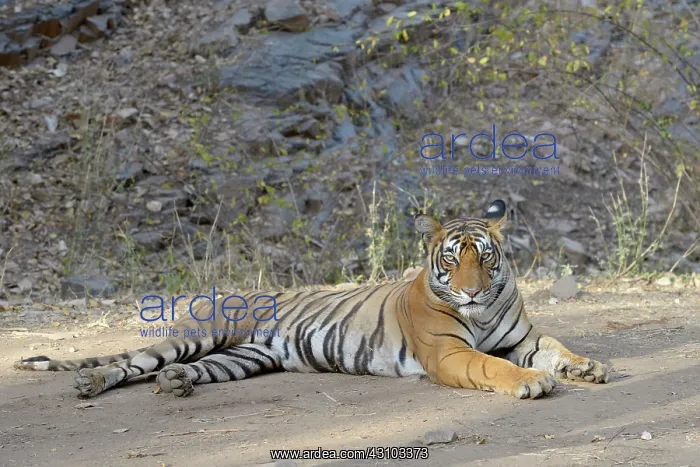 : Bengal Tiger : Bengal Tiger