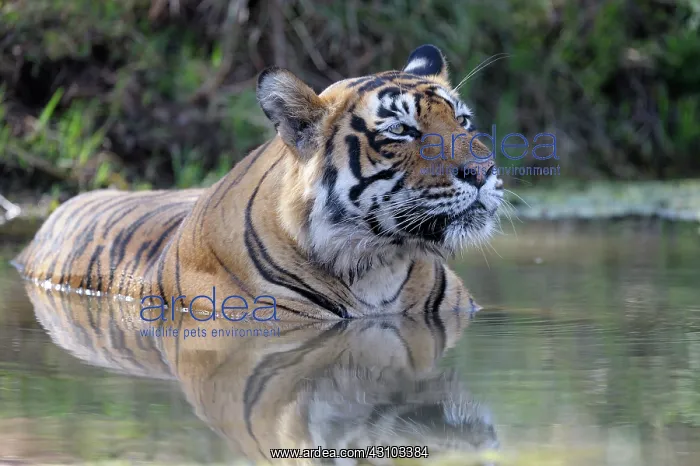 : Bengal Tiger : Bengal Tiger