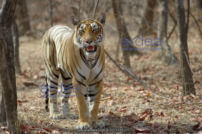 : Bengal Tiger : Bengal Tiger