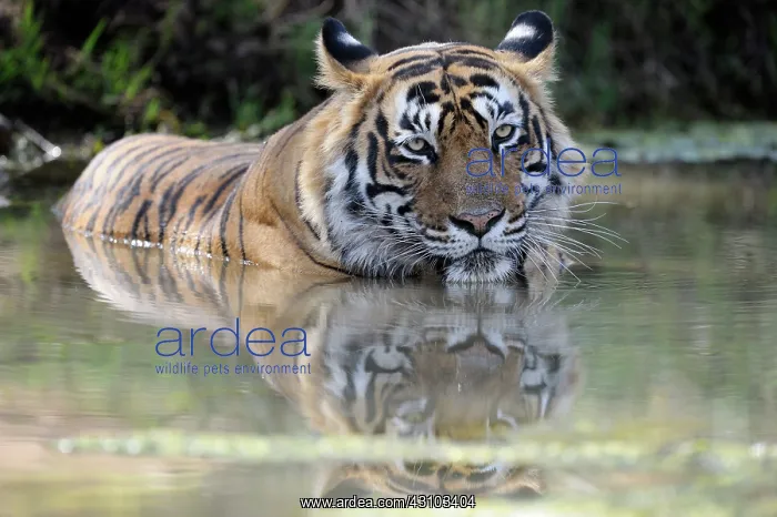 : Bengal Tiger : Bengal Tiger
