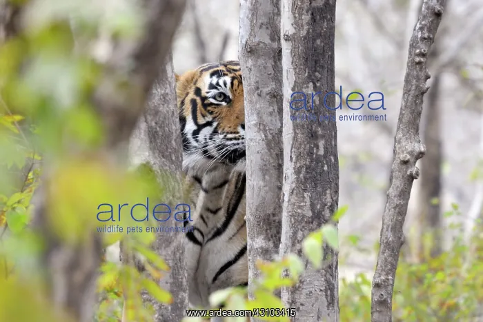 : Bengal Tiger : Bengal Tiger