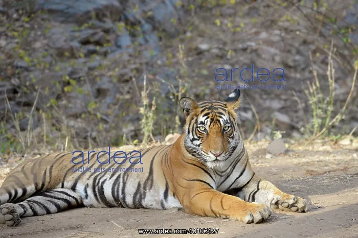 : Bengal tiger : Bengal tiger