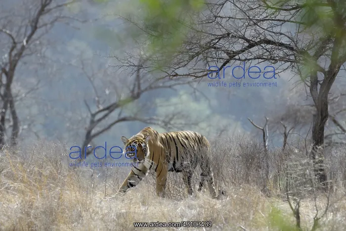 : Bengal Tiger : Bengal Tiger