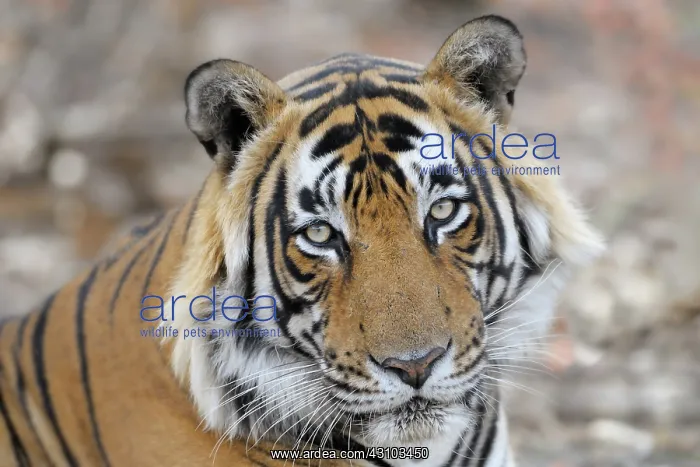 : Bengal Tiger : Bengal Tiger