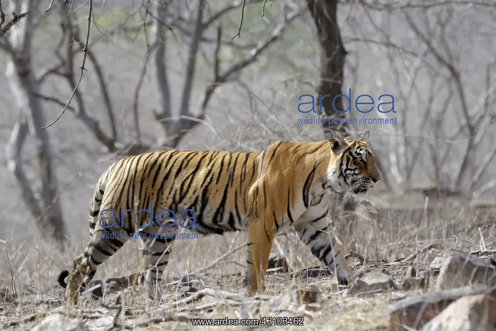 : Bengal Tiger : Bengal Tiger