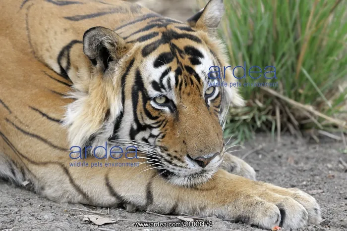: Bengal tiger : Bengal tiger