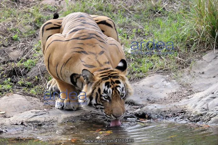 : Bengal Tiger : Bengal Tiger