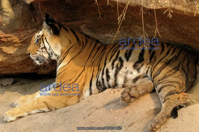 : Bengal Tiger : Bengal Tiger