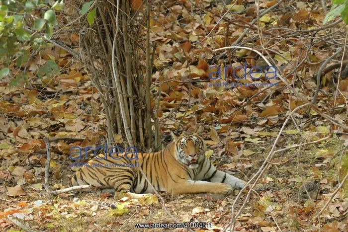 : Bengal Tiger : Bengal Tiger