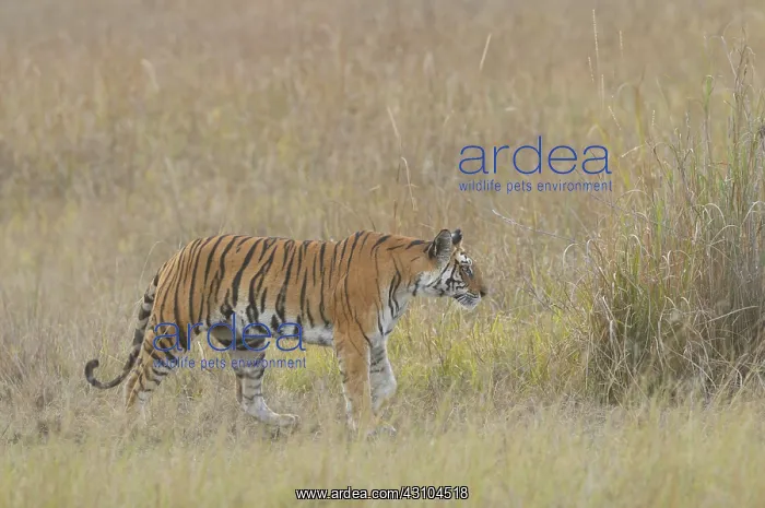 : Bengal Tiger : Bengal Tiger