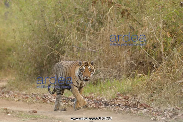 : Bengal Tiger : Bengal Tiger