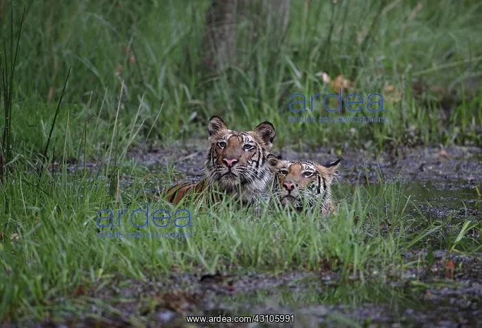 : Bengal Tiger : Bengal Tiger