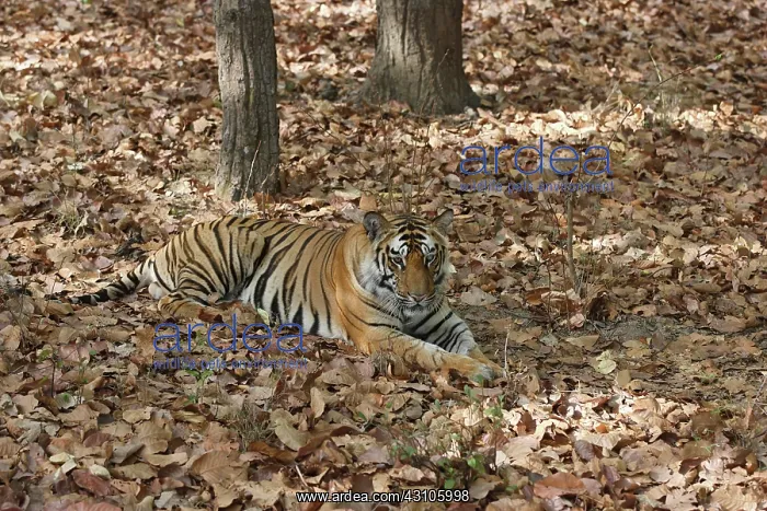 : Bengal Tiger : Bengal Tiger