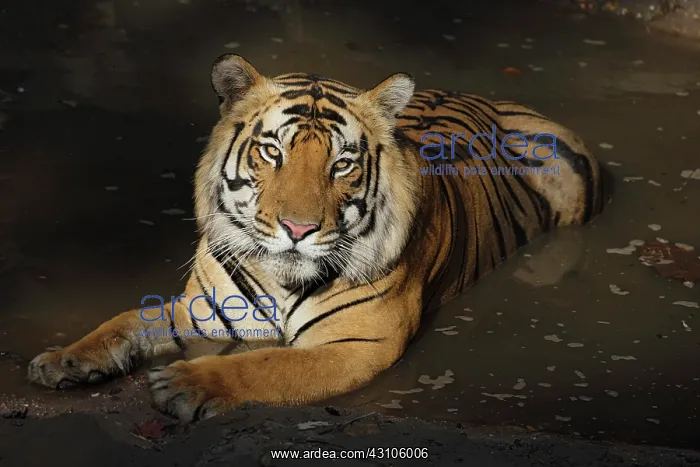 : Bengal Tiger : Bengal Tiger