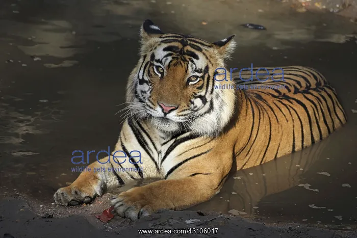 : Bengal Tiger : Bengal Tiger