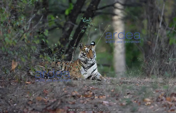 : Bengal Tiger : Bengal Tiger