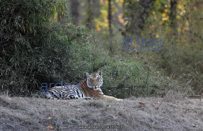 : Bengal Tiger : Bengal Tiger