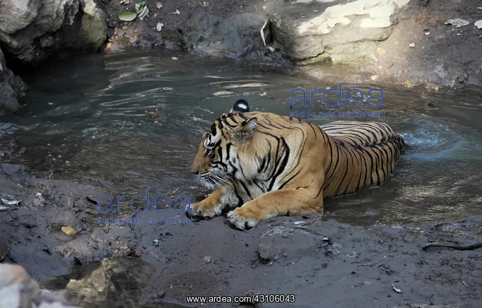 : Bengal Tiger : Bengal Tiger