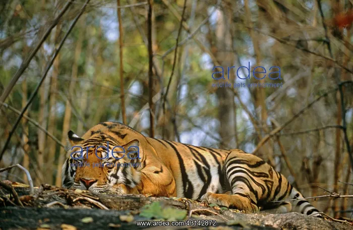 : Bengal Tiger : Bengal Tiger