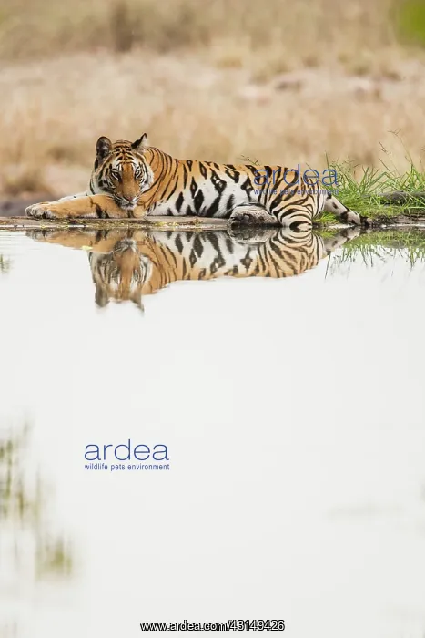 : Bengal Tiger : Bengal Tiger
