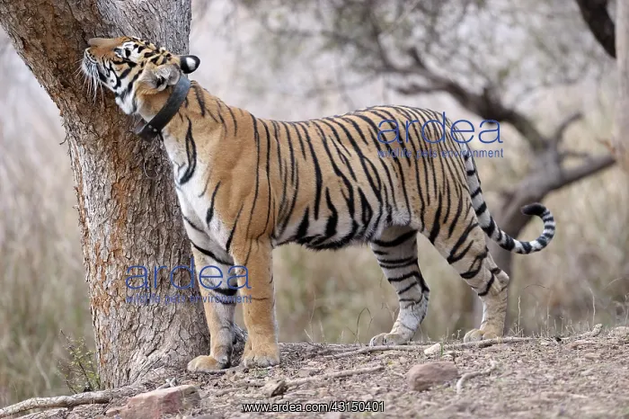 : Bengal Tiger : Bengal Tiger