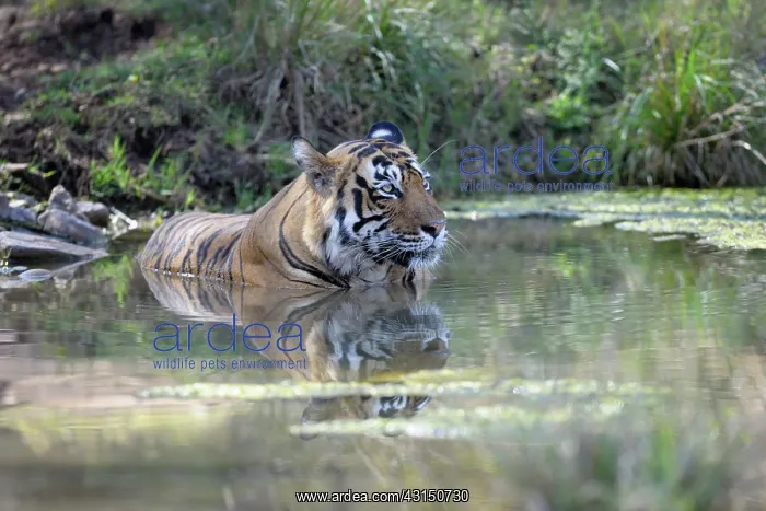  : Bengal Tiger