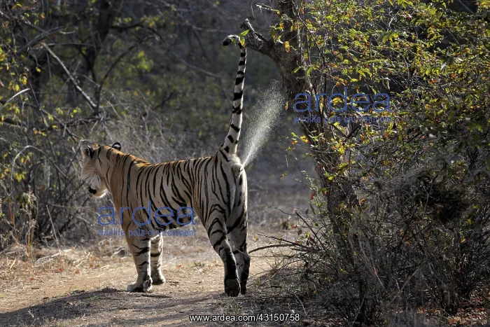 : Bengal Tiger : Bengal Tiger