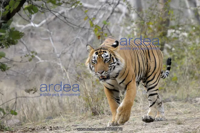 : Bengal Tiger : Bengal Tiger