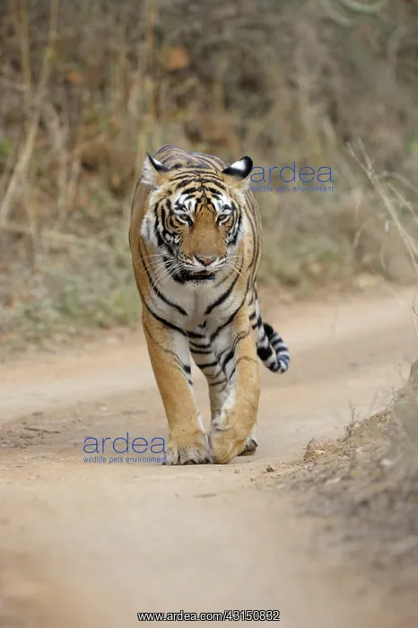 : Bengal Tiger : Bengal Tiger