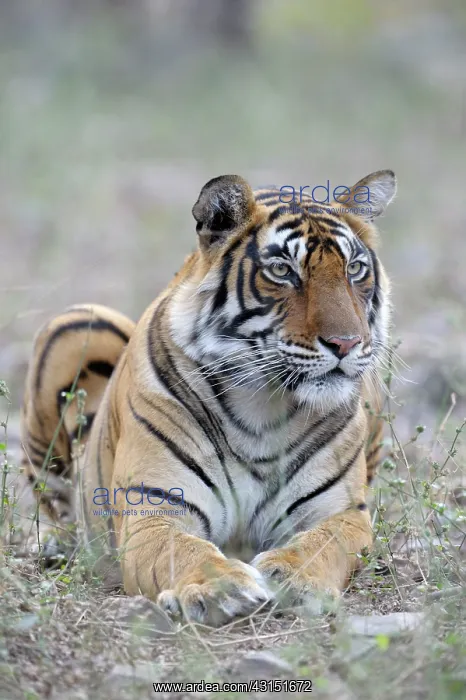 : Bengal Tiger : Bengal Tiger