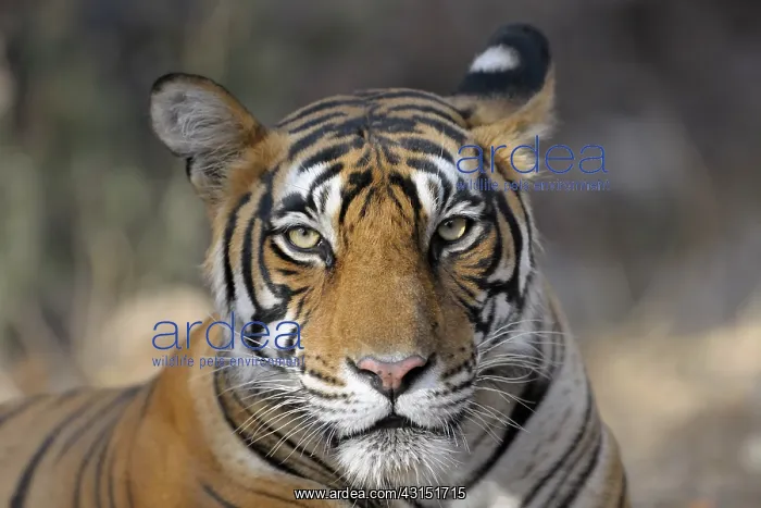 : Bengal Tiger : Bengal Tiger