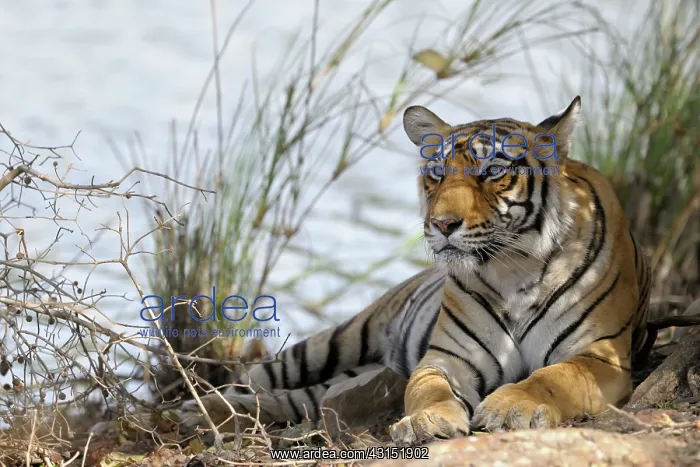 : Bengal Tiger : Bengal Tiger