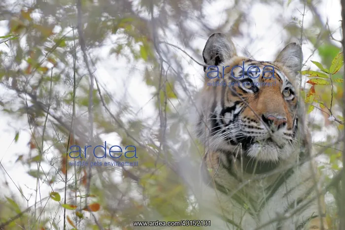: Bengal Tiger : Bengal Tiger