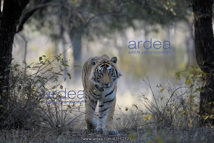 : Bengal Tiger : Bengal Tiger