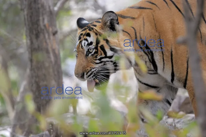 : Bengal Tiger : Bengal Tiger