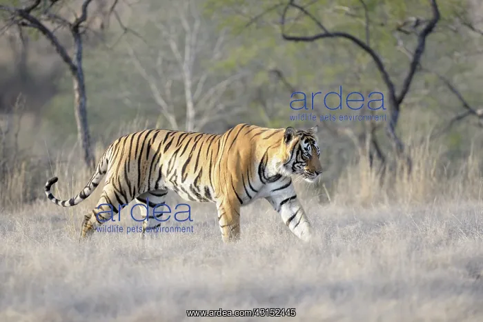 : Bengal Tiger : Bengal Tiger