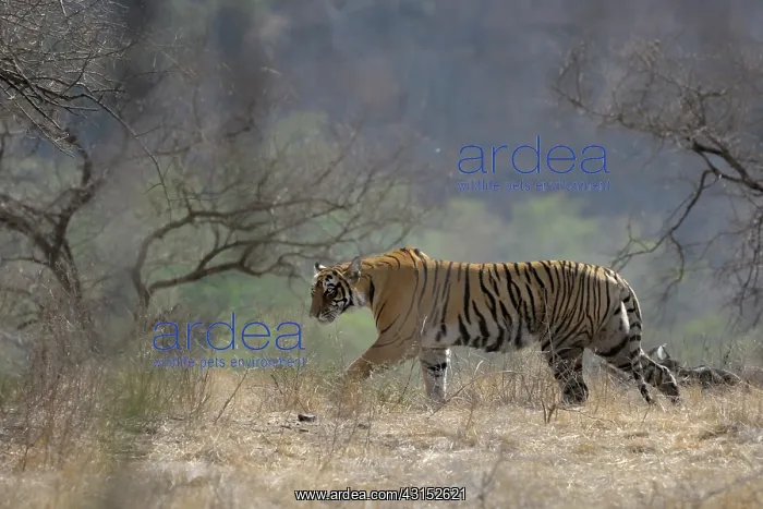 : Bengal Tiger : Bengal Tiger
