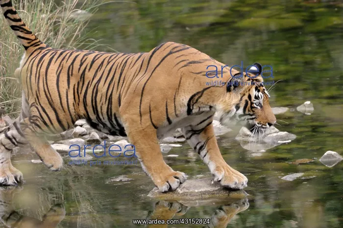 : Bengal Tiger : Bengal Tiger