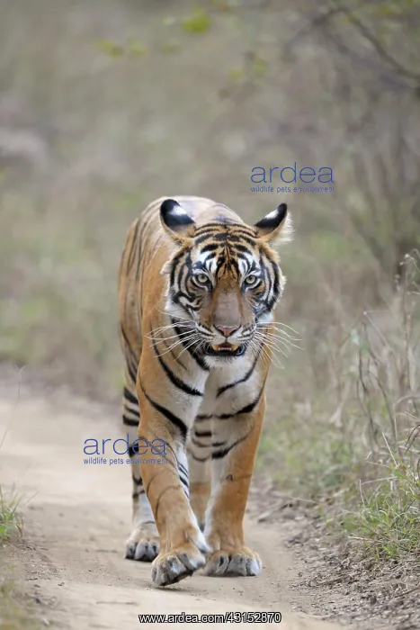: Bengal Tiger : Bengal Tiger