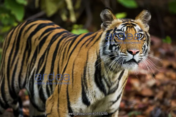 : Bengal Tiger : Bengal Tiger